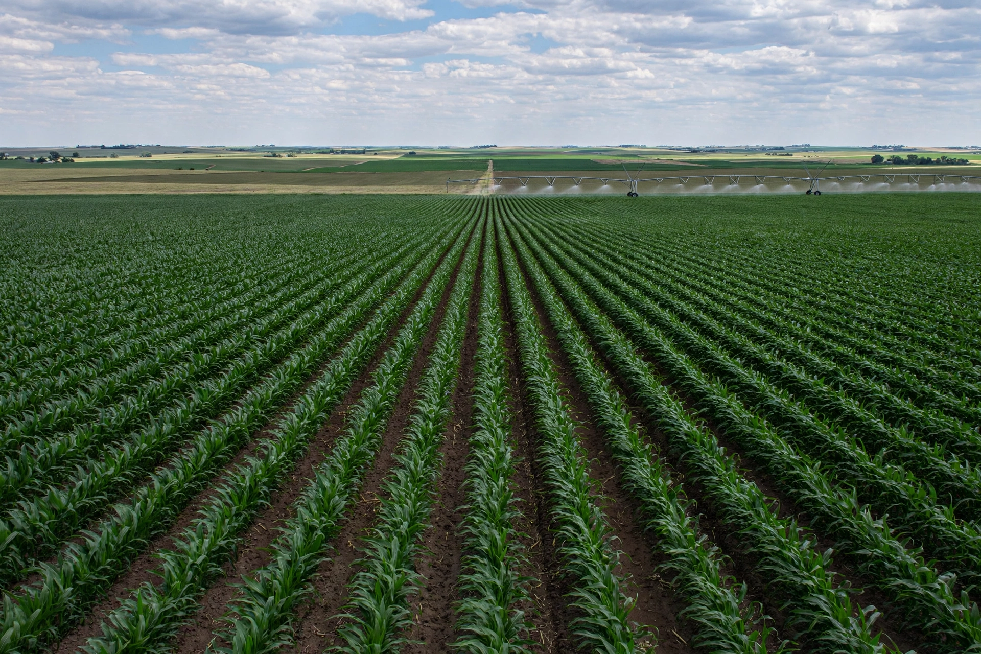 Green corn rows stretching to the horizon on a large farm, with a center-pivot irrigation system in the distance