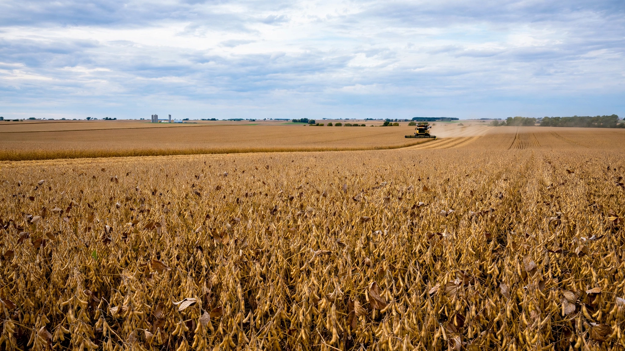 A golden soybean field stretches under a wide sky as a combine harvester works in the distance.