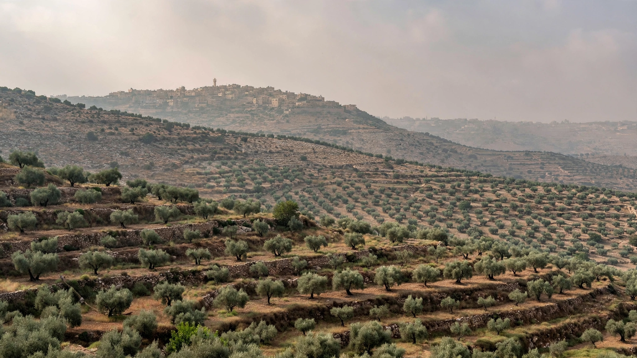 Rolling hills with terraced olive groves and a distant hilltop village under a hazy sky