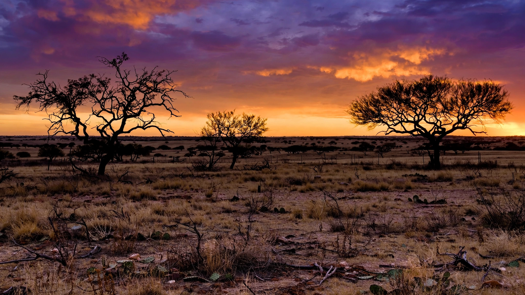 Mesquite trees silhouetted on the South Texas plains at sunset.